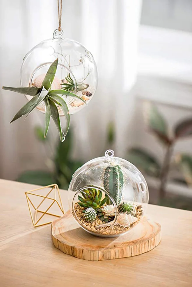 Wholesale Glass Hanging Terrarium Globe for Succulents, Moss & Air Plants -  Stylish Home Garden Decor