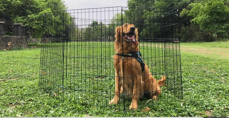welded wire dog fence