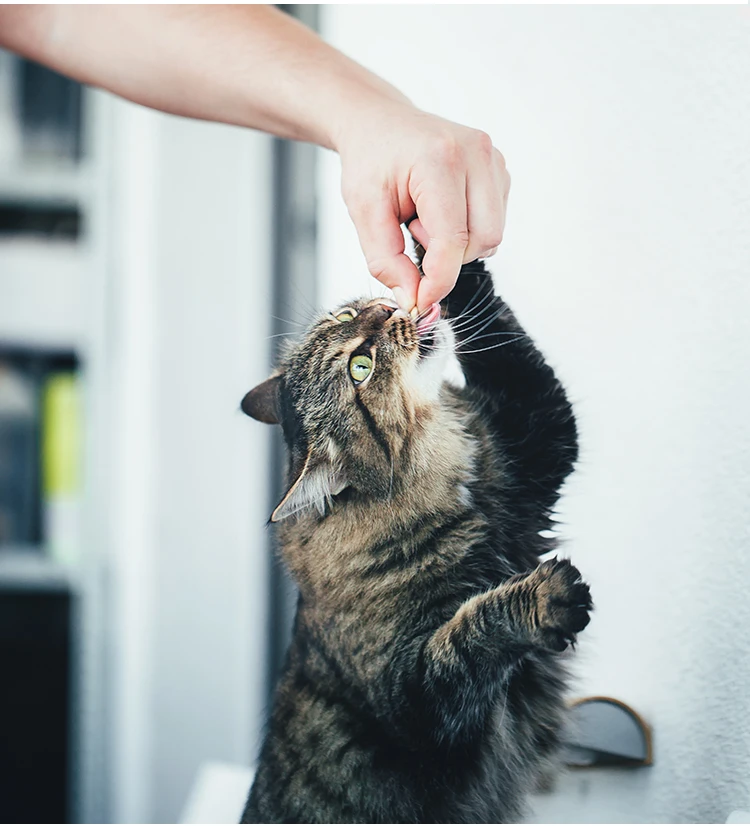 кошка и компьютер. коты. путешествие с кошкой. фотограф фотографирует кота. Take a cat.