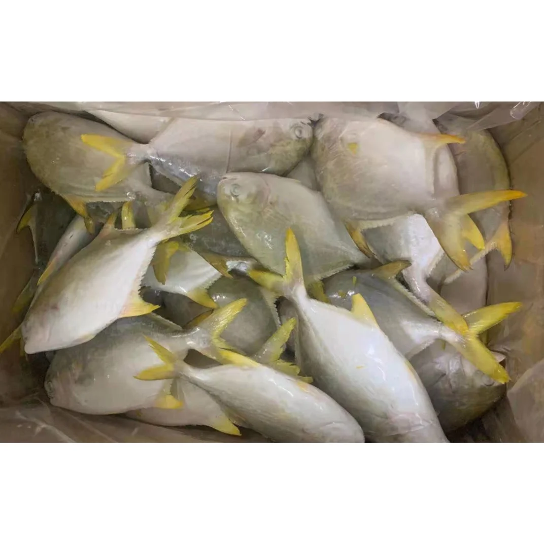 new stock golden pomfret for market - buy golden pompano,gold