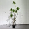 Artificial Six Heads Curved Dracaena Plant with Pot (1.4M)