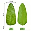 Travelers palm-light color-extra-large leaves