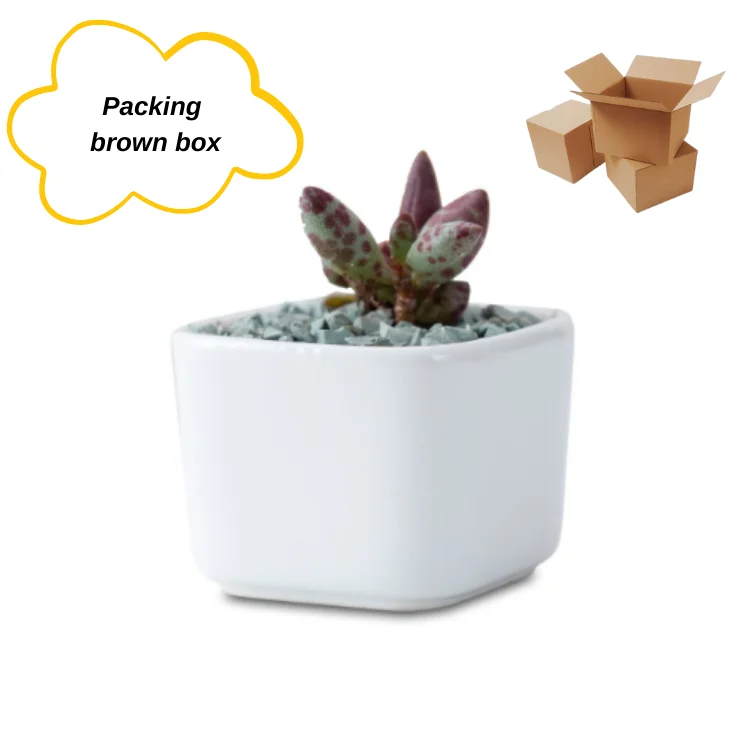 Plant Pot Succulent Bonsai Pot Ceramic Indoor Macetas Flower Pot Mini Small Round Square Creative Drop Shipping 1 USD White Low