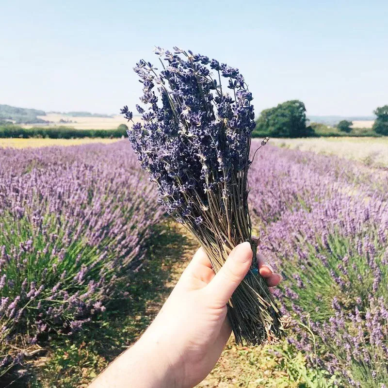 High Quality 80g/bundle Customized Bouquet Blue Dried Lavender Flowers