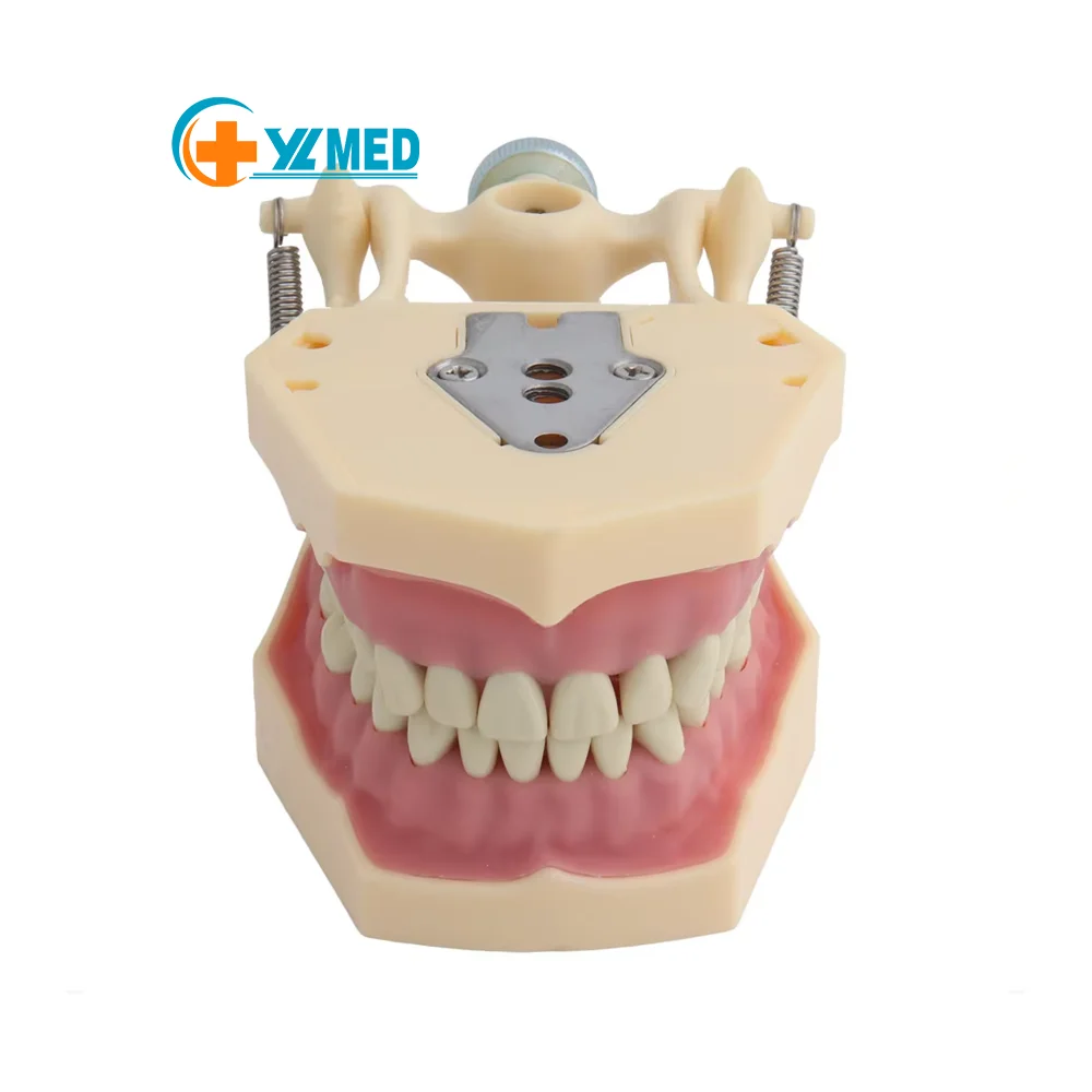 Frasaco Dental Model (32 Tooth) Soft Gum Teaching with Removable