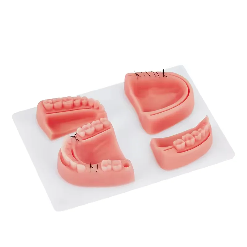 Professional Silicone Periodontitis Model Best Prices for Dental Gum suture Training Module