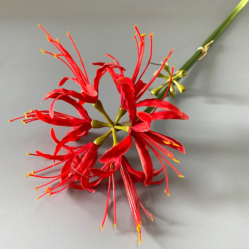 Amazon.com : Votaniki Presidente & Stargazer Mixed Bulbs