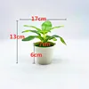 Pequeñas plantas en maceta con hojas de red.