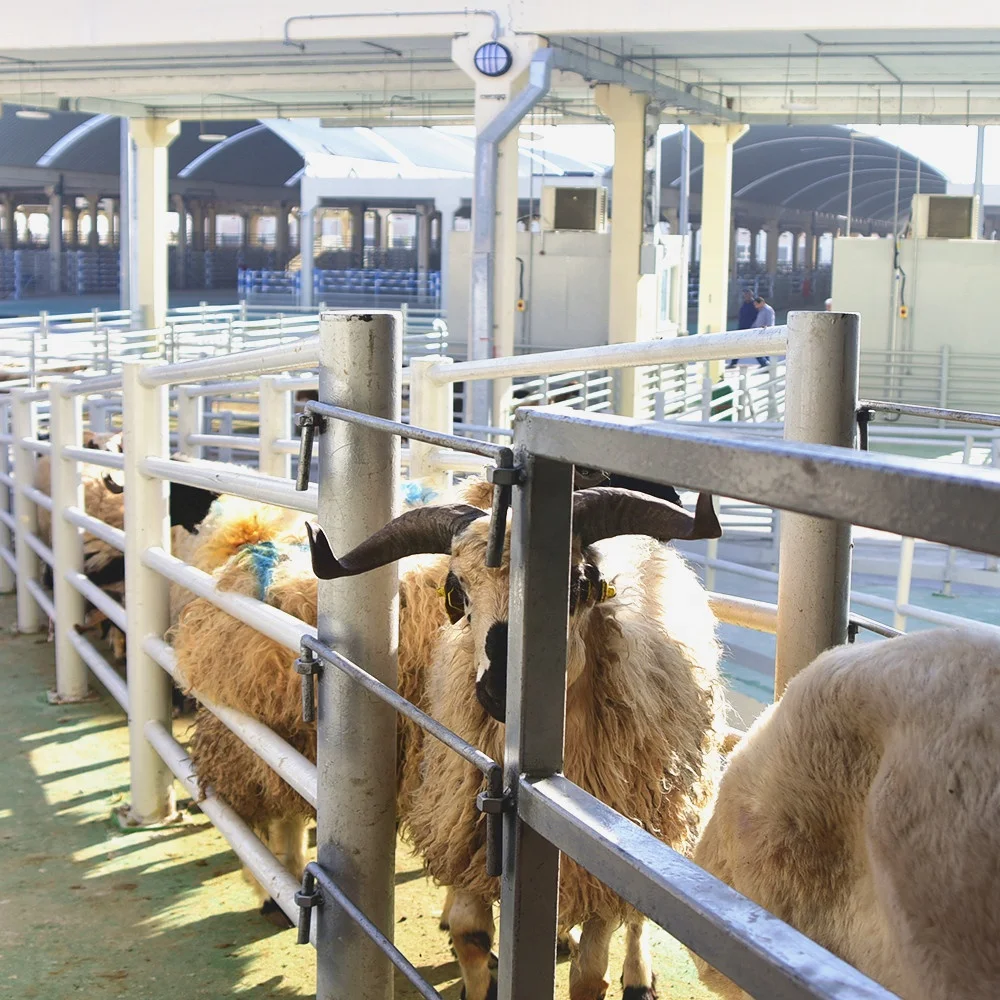 Sheep/Goat/Lamb Slaughtering Equipment for Turnkey Abattoir Projects