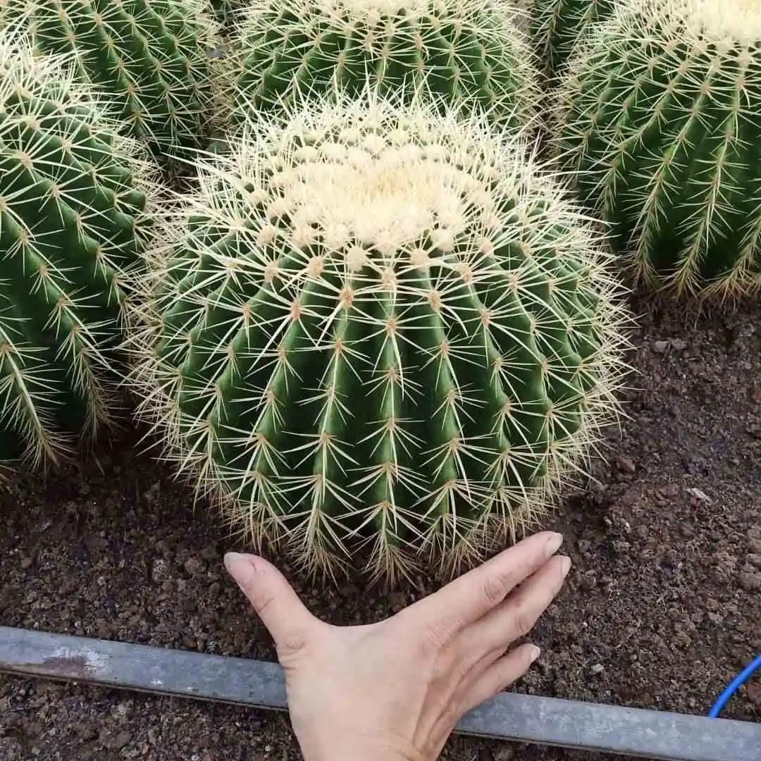 美しい大きな黄金のサボテン植物大きな黄金のボール25 35 Cm Buy サボテン植物 ゴールドボール ビッグサボテン植物 Product On Alibaba Com