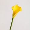 50cm Yellow