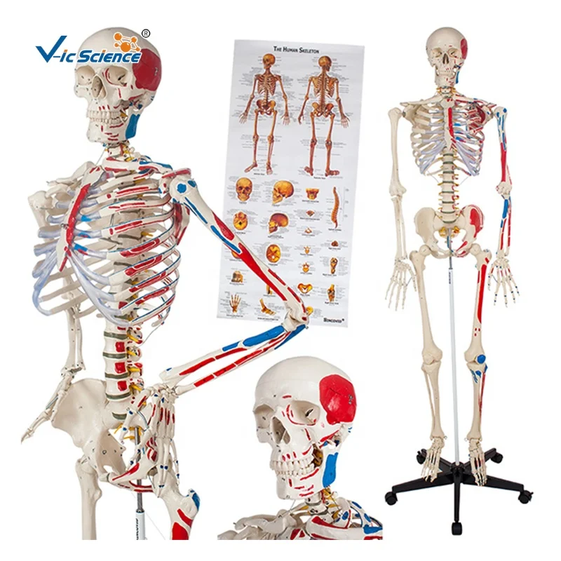Skeleton Ha Painted Human Skeleton Model 176cm Anatomy Skeleton Model Human ...