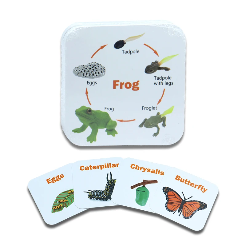 Customized Printed Flash Cards Full Color Learning Card Kids Manufacture Pattern English Learning Cards Phonic Flashcards