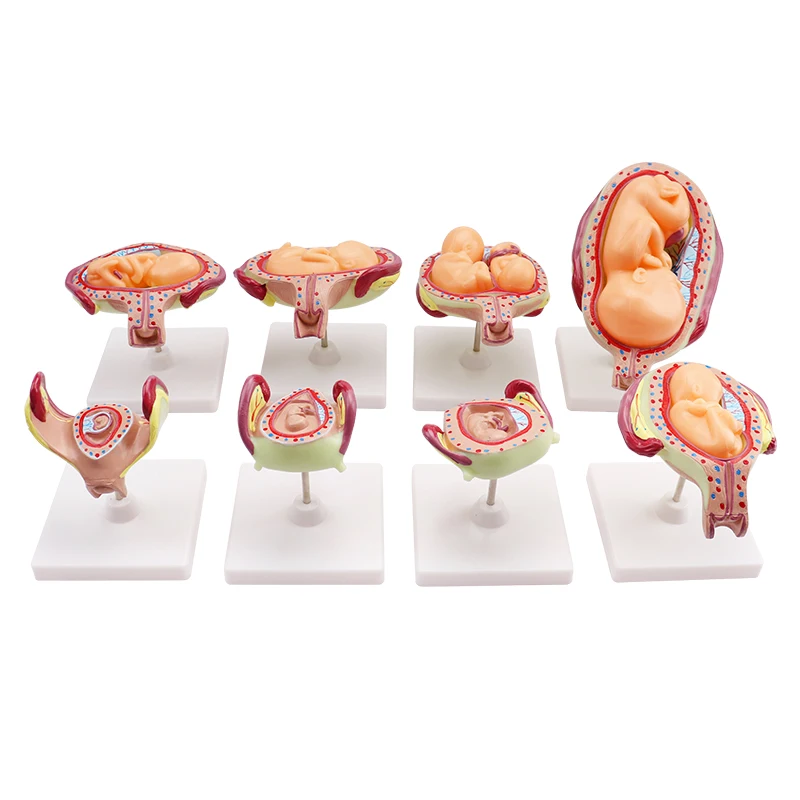 Wholesale Fetus Development Teaching Model - Fetus Growth by Month
