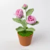 Rose vif