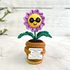 purple glasses daisies plant(no base)