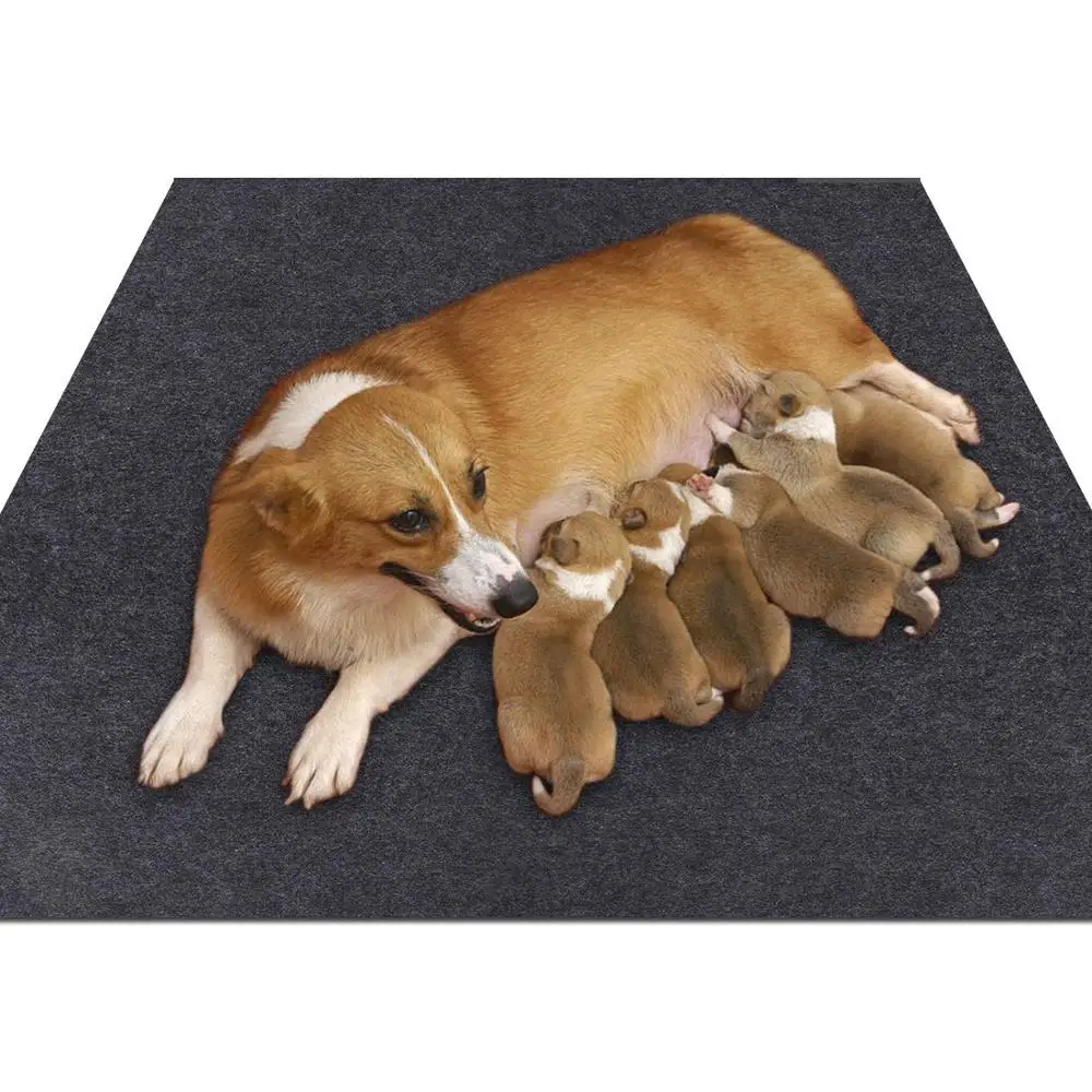Slipping dog. Slipping dog