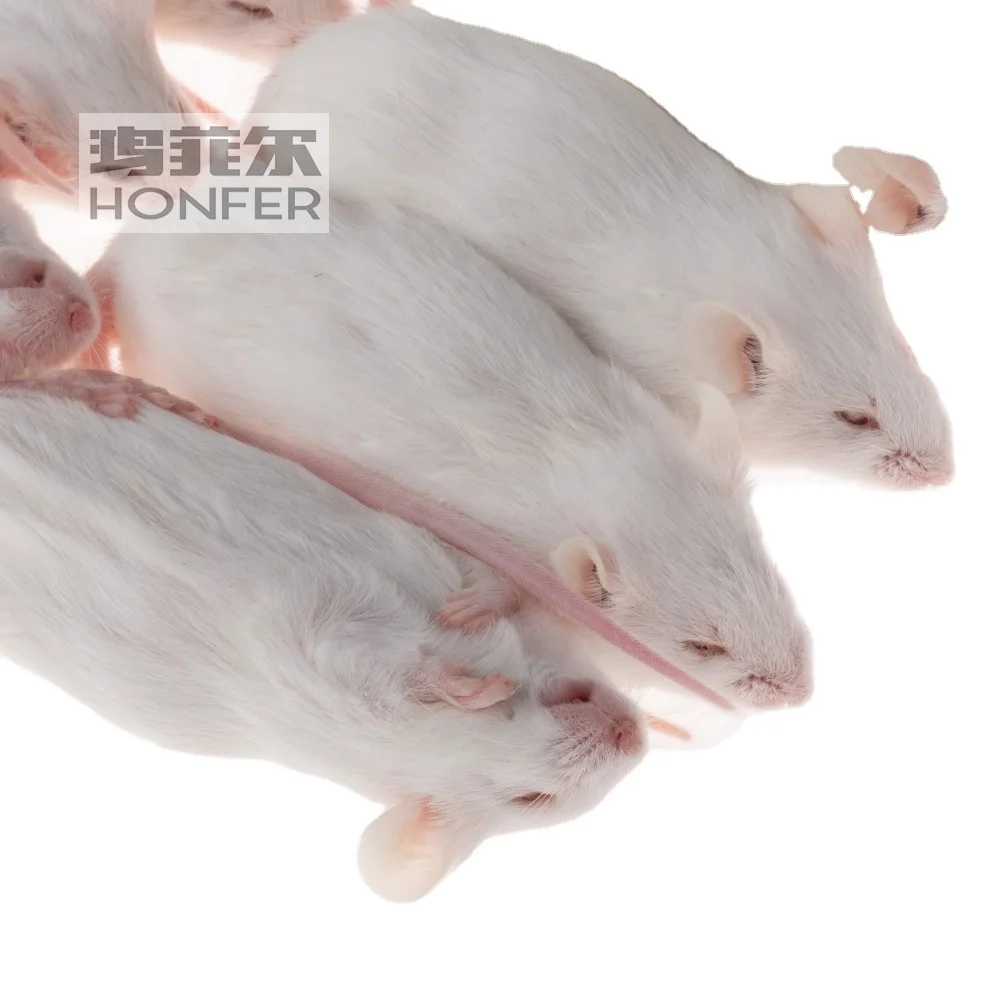 White Rat Pet Stores That Sell Mice Near Me Frozen White Mice And