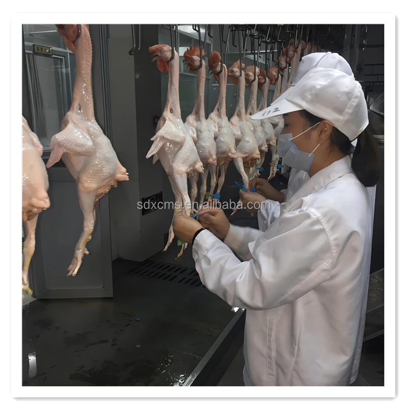 Factory Sale Direct Halal Chicken Slaughtering Equipment Automatic Chicken Production Slaughterhouse Process Line