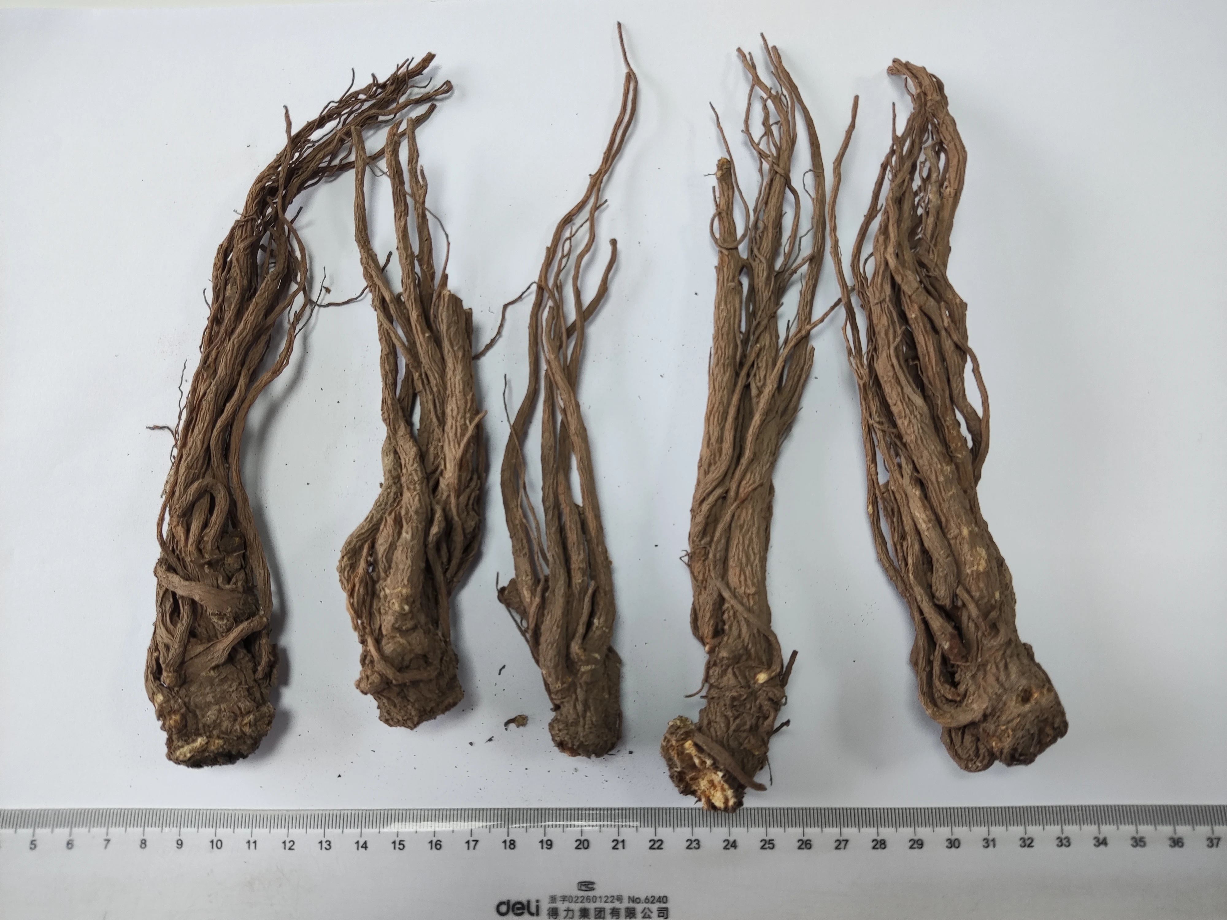 Сушеный на солнце китайский Анжелика Синенсис Radix Angelicae sinensis