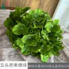 Ramo de hortensias de cinco cabezas ZYGY Verde oscuro