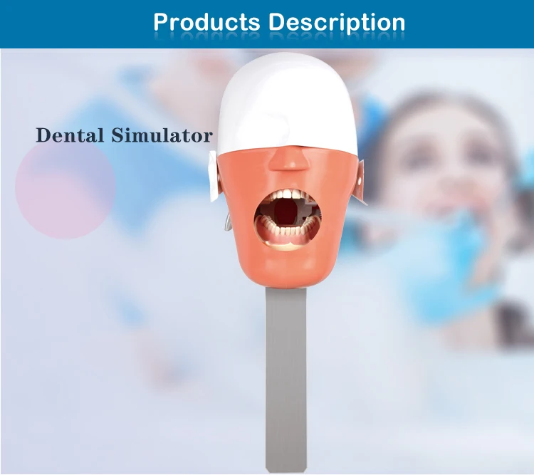 Dental Phantom Head Model,Dental Dummy Head For Dental Teaching Buy