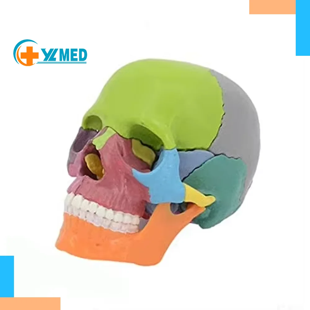 Small Human Skull Anatomy Model Detachable Realistic Head Model for Students 15 Parts Colored Exploded Plastic Skull Model