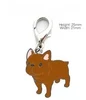 French Bull Dog Yellow color