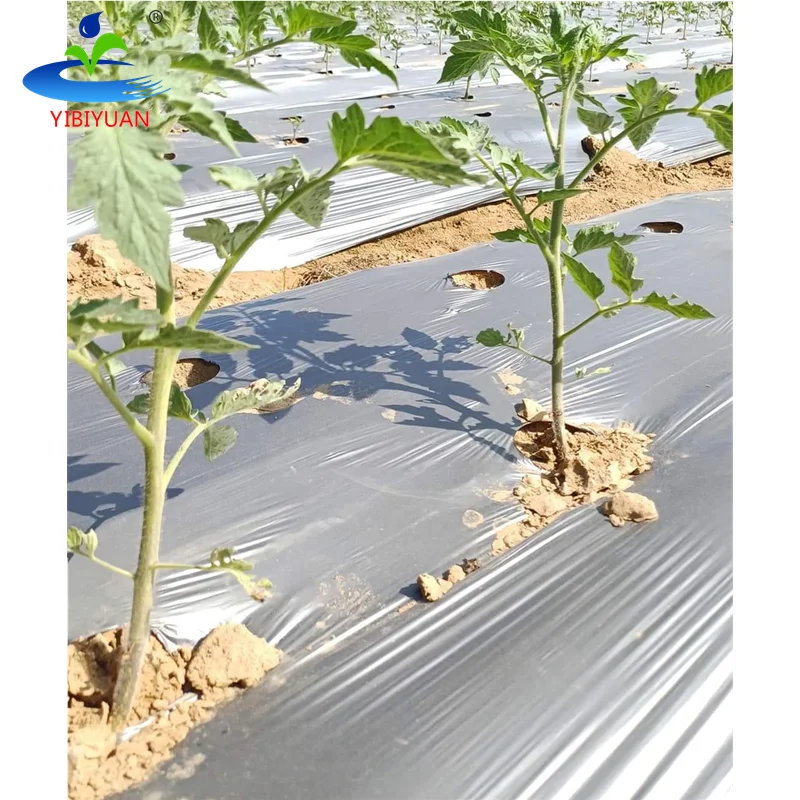 30 Mic Silver Black Mulching Film Agricultural Plastic 2 Hectare Farm
