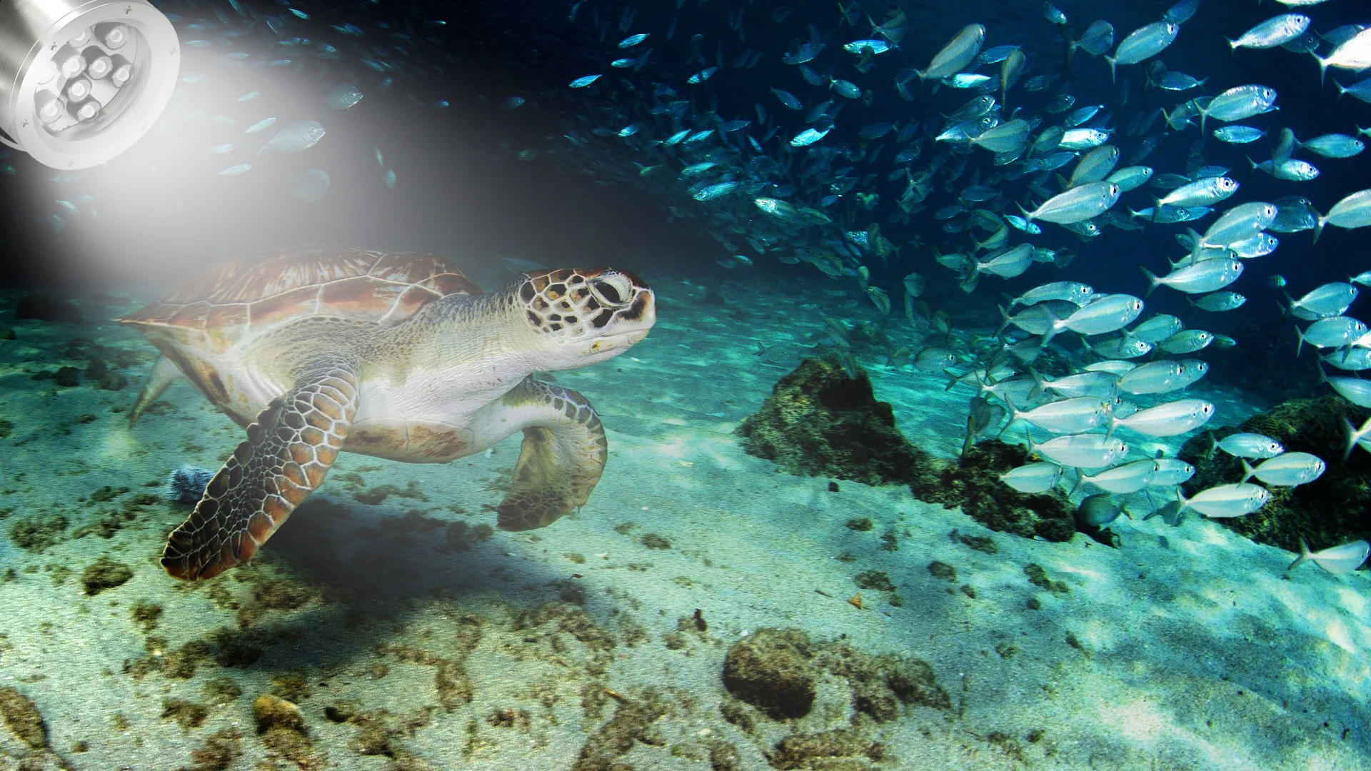 4k 8mp High Speed Underwater Camera Super Fill Light For Fish