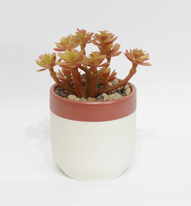 New Arrival Tooth Shaped Rustic Small Ceramic Succulent Planter