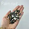 Palm root