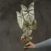 #3 Foglie di Colocasia - Bianco