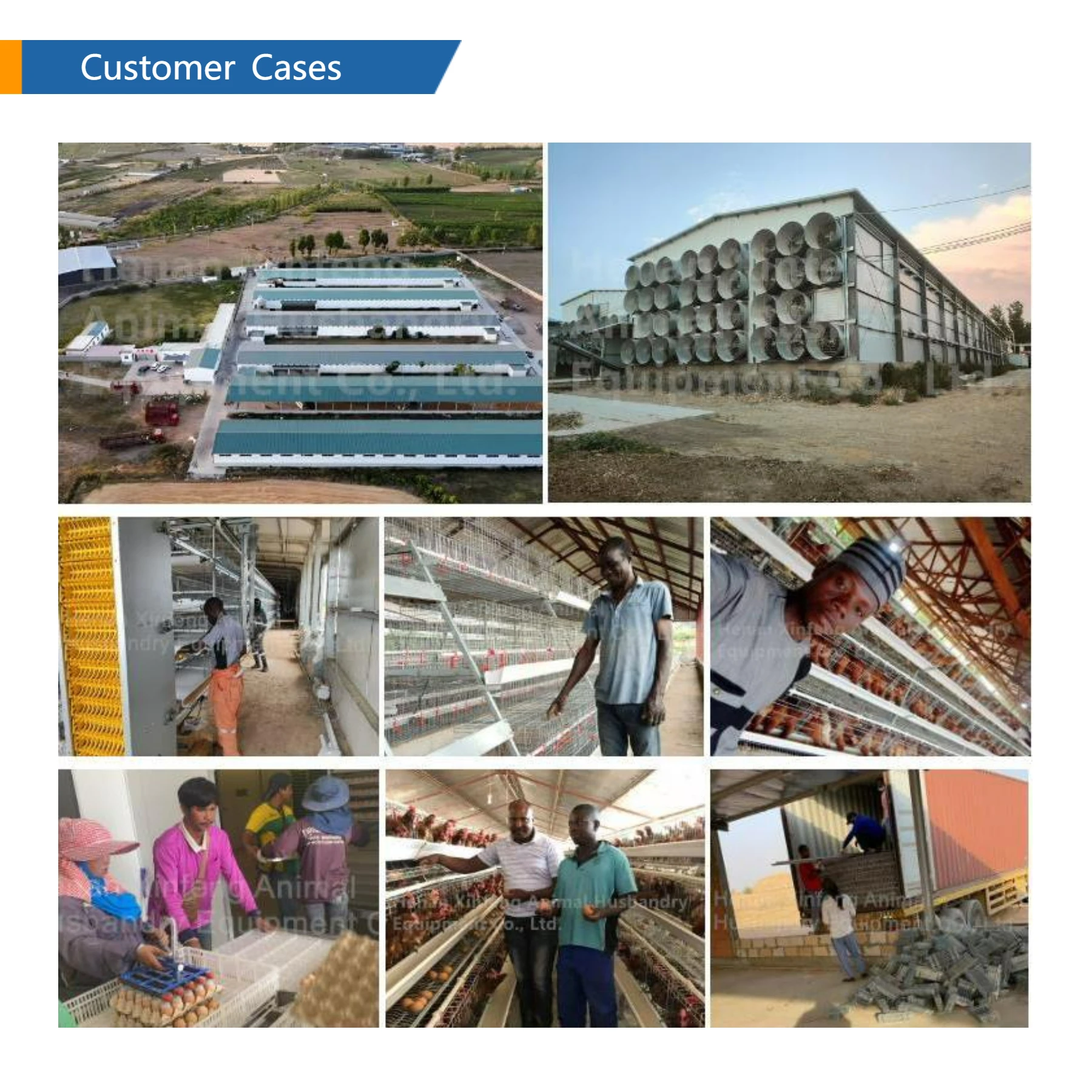 Factory Direct Sale Breeder Laying Hens Rooster Battery Cage Chicken