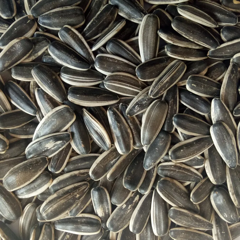 sunflower seeds 021.jpg