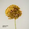 Orange-Coffee Roasted Autumn Hydrangea