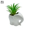 elefante bianco (mix di succulente)