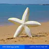 Style13_82cm beige starfish