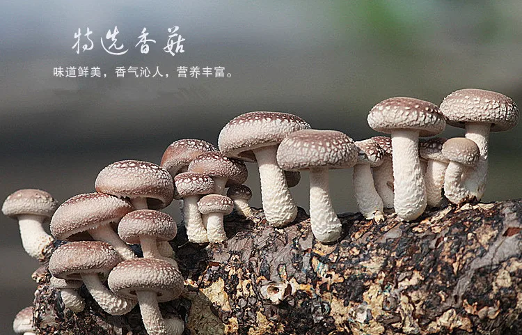 Цветочный гриб