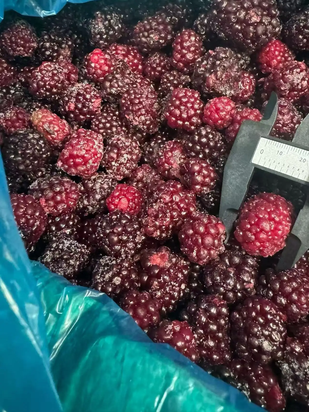 Freeze Dried Blackberry Wholesale | Bulk Blackberry Supplier Ha913526054854d00bc0dedc560674e0da