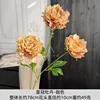 Crown Peony