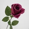 Rosa intenso
