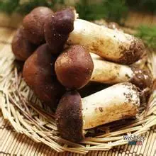Agaricus Blazei Mushroom Extract  Powder Polysaccharide 30% UV