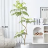 Árbol de Jacarandá de 1.6 metros [Incluye maceta blanca, etiqueta y hojuelas de coco]