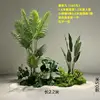 Paquete de plantas verdes de 16 metros de altura.