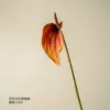 Flowering bright red-orange-coffee tones