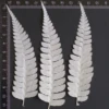 MH687 New York Fern white 8-11cm 12pcs