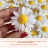 Yellow core and white flower