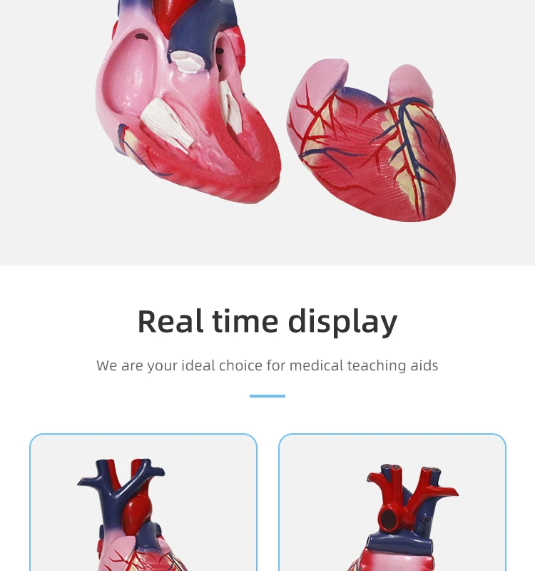 Life Size Human Heart Model Medical Teaching Display Anatomical Heart ...