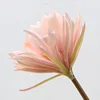 colorato D